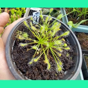 Drosera intermedia ALL GREEN North Carolina - 50 seeds