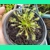 Drosera intermedia ALL GREEN North Carolina - 50.. Drosera intermedia ALL GREEN North Carolina - 50..