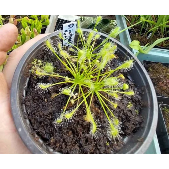 Drosera intermedia ALL GREEN North Carolina - 50 seeds