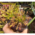 Drosera intermedia Trzin, Slo - 50 seeds