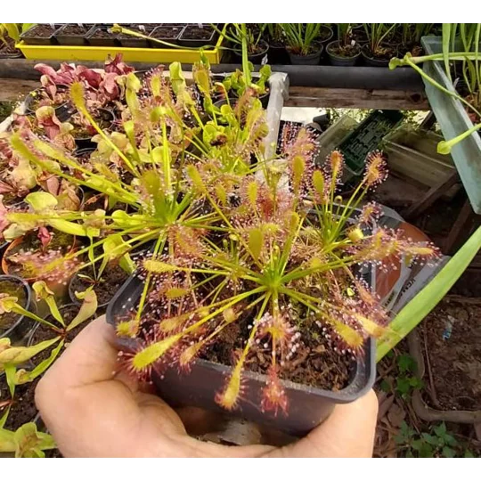 Drosera intermedia Trzin, Slo, 30 seeds