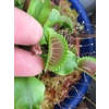 BIG MOUTH Dionaea muscipula