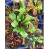 BIG MOUTH Dionaea muscipula