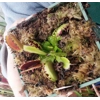 PREDATOR Dionaea muscipula