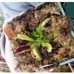 PREDATOR Dionaea muscipula