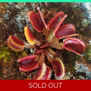 RED SAWTOOTH Dionaea muscipula