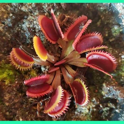 RED SAWTOOTH Dionaea muscipula