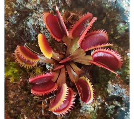 RED SAWTOOTH Dionaea muscipula