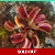 RED SAWTOOTH Dionaea muscipula