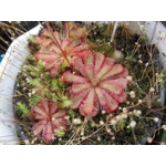 Drosera aliciae