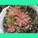 Drosera aliciae