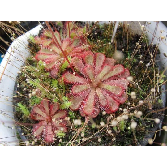 Drosera aliciae