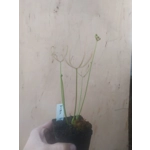 Drosera binata f. multifida