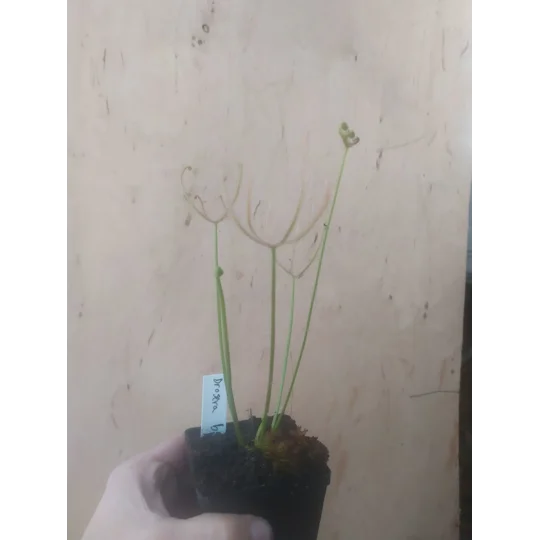 Drosera binata f. multifida