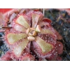 Drosera aliciae