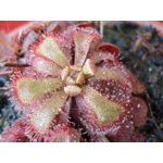 Drosera aliciae