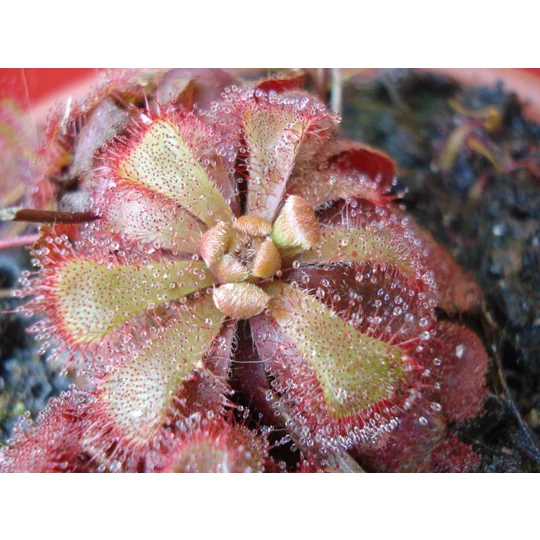 Drosera aliciae