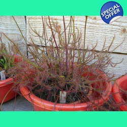 Drosera binata f. multifida