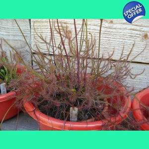 Drosera binata f. multi..