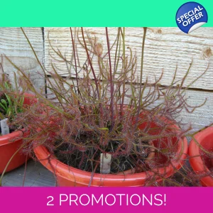 Drosera binata f. multi..