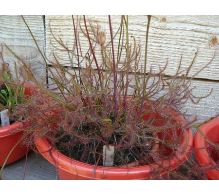 Drosera binata f. multifida