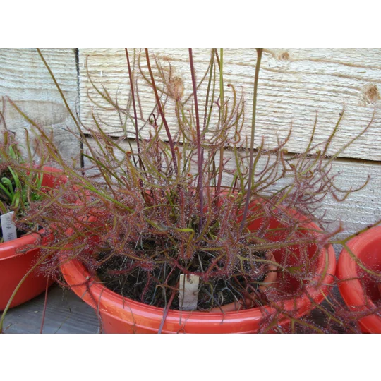 Drosera binata f. multifida