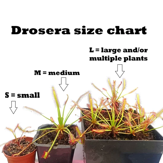 Drosera aliciae Giant rosette x capensis Large form, Dr. Eberhard Koenig cl.2