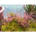 Drosera madagascarensis - 50 seeds