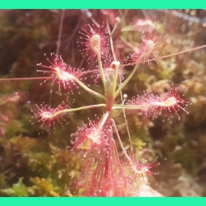 Drosera madagascarensis - 50..