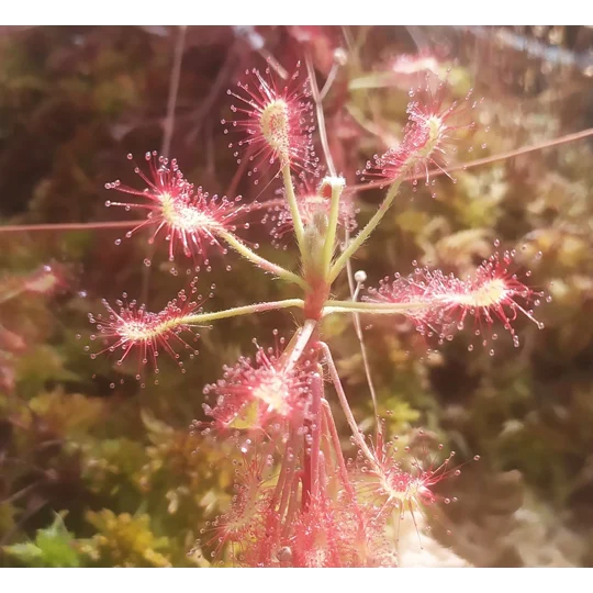 Drosera madagascarensis, 30 seeds