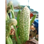 Sarracenia minor var. okefenokeensis, Ware co., Georgia