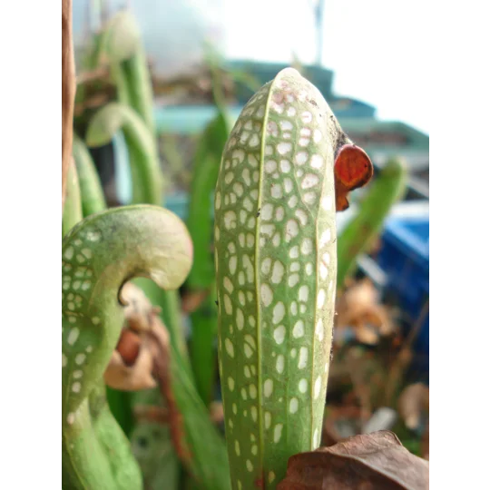 Sarracenia minor var. okefenokeensis, Ware co., Georgia