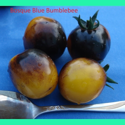 Bosque Blue Bumblebee, cherry, 15 seeds