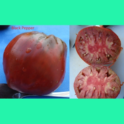 Black Pepper, salad/paste, 15 seeds