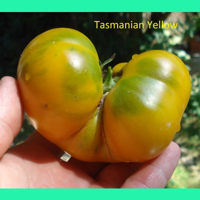 Tasmanian Yellow, beefstake, 15 seeds