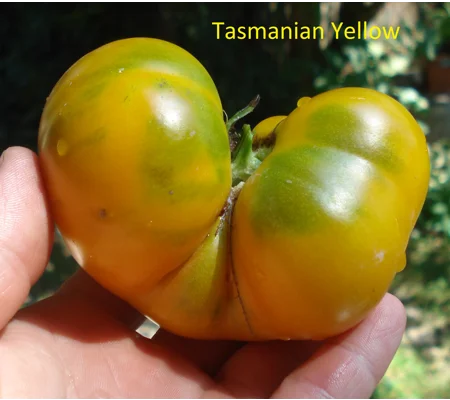 Tasmanian Yellow, beefstake, 15 seeds