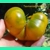 Tasmanian Yellow, beefstake, 15 seeds Tasmanian Yellow, beefstake, 15 seeds