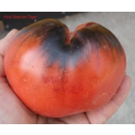 Pink Siberian Tiger, 15 seeds