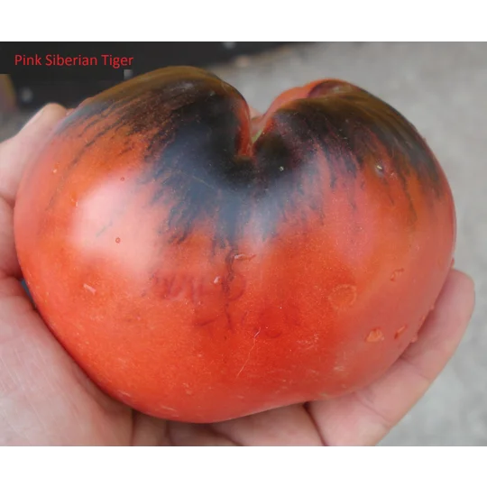 Pink Siberian Tiger, 15 seeds