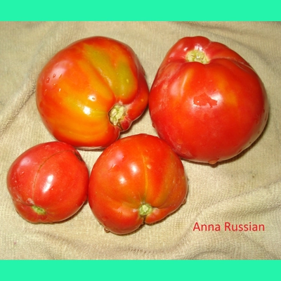Anna Russian, beefsteak, 15 seeds