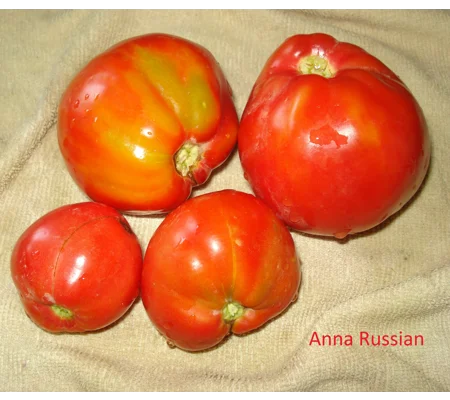 Anna Russian, beefsteak, 15 seeds