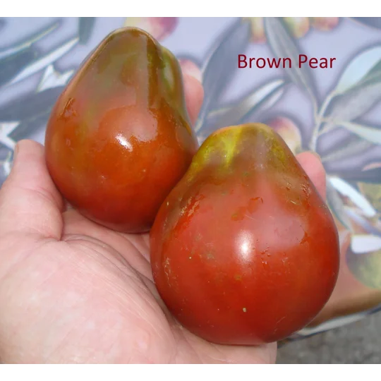 Brown Pear, salad/cherry, 15 seeds