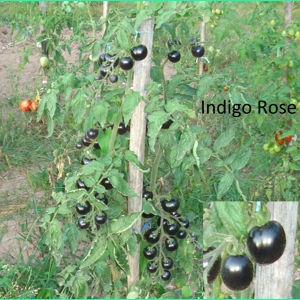 Indigo rose, cherry, 15 seeds
