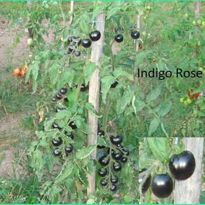 Indigo rose, cherry, 15 seeds