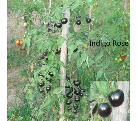 Indigo rose, cherry, 15 seeds