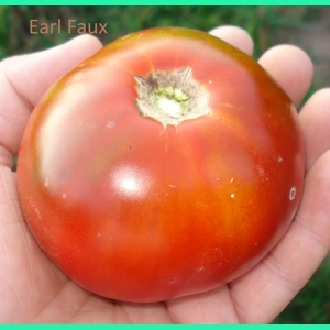 Earl Faux, salad/beefstake, 15 seeds
