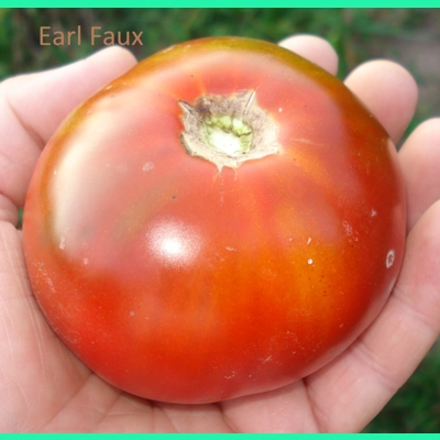 Earl Faux, salad/beefstake, 15 seeds