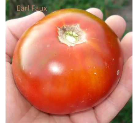 Earl Faux, salad/beefstake, 15 seeds