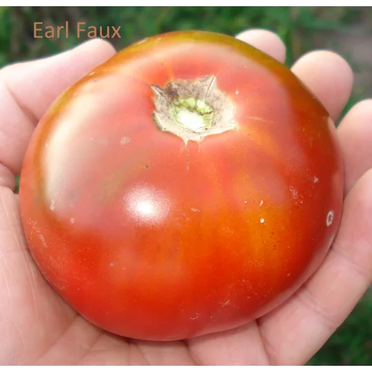 Earl Faux, salad/beefstake, 15 seeds
