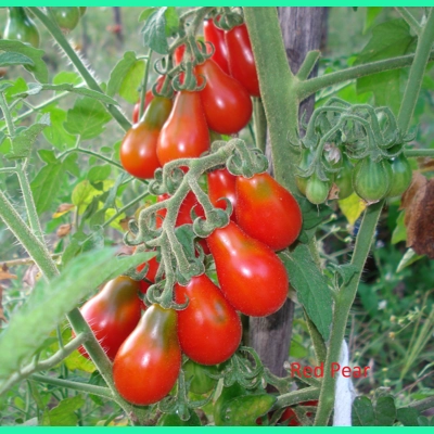Red Pear, cherry, 15 seeds